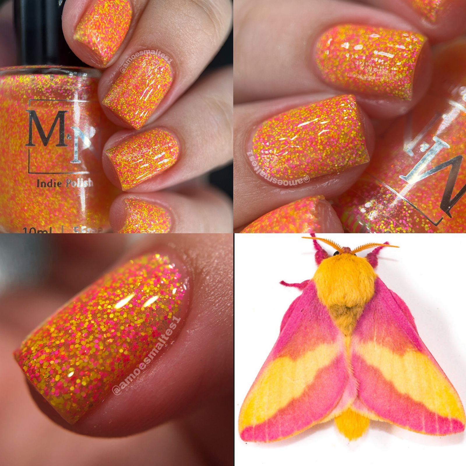 Insecta: Rosy Maple Moth